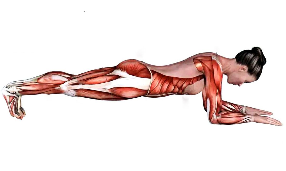 what muscles work when plank
